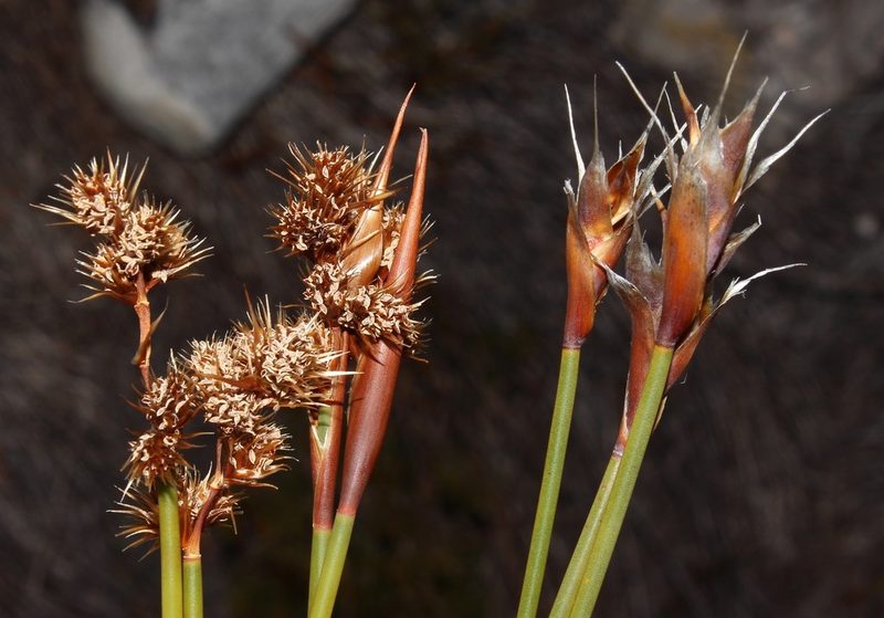 Cannomois nitida, photographed by Brian du Preez