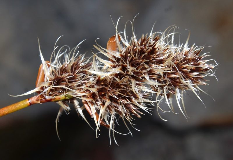 Askidiosperma capitatum, photographed by Brian du Preez