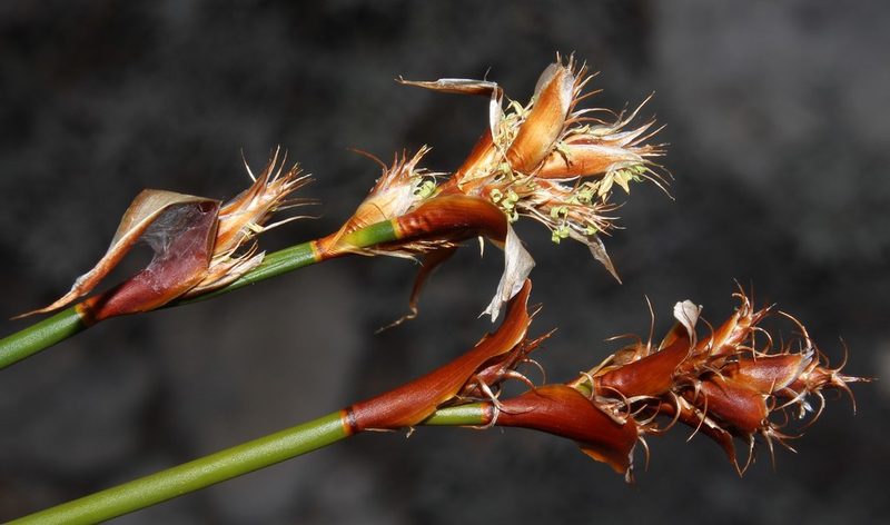 Restio ocreatus, photographed by Brian du Preez