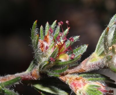 Cliffortia weimarckii, photographed by Brian du Preez