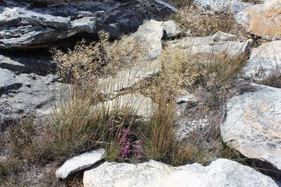 Pentameris pungens, photographed by Brian du Preez