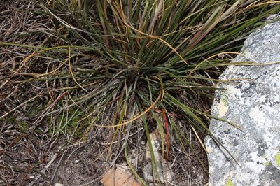 Pentameris pungens, photographed by Brian du Preez