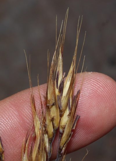 Pentameris pungens, photographed by Brian du Preez