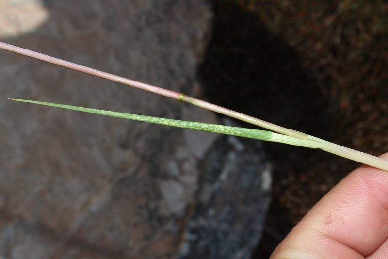 Pentameris pungens, photographed by Brian du Preez