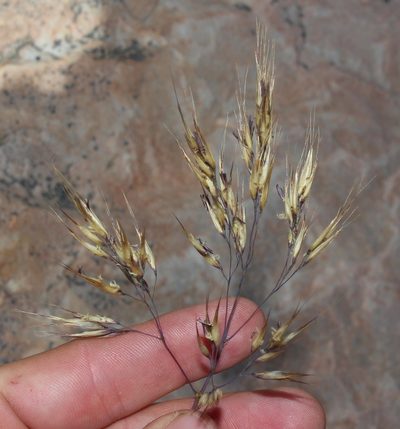 Pentameris pungens, photographed by Brian du Preez