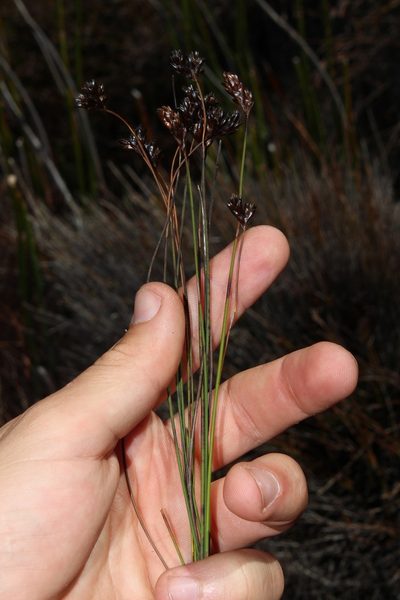 Restio pedicellatus, photographed by Brian du Preez