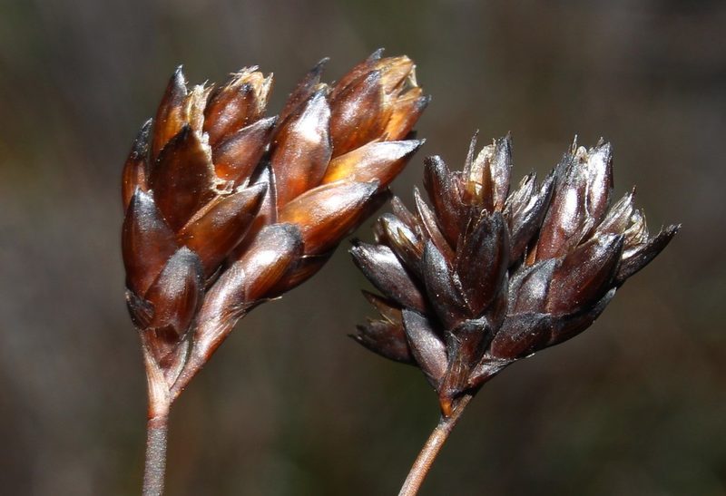 Restio pedicellatus, photographed by Brian du Preez