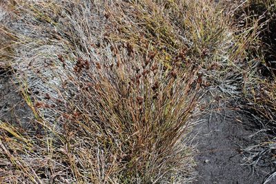 Restio pedicellatus, photographed by Brian du Preez