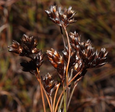 Restio pedicellatus, photographed by Brian du Preez