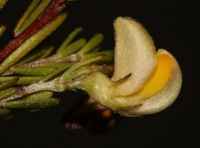 Aspalathus filicaulis, photographed by Brian du Preez