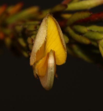 Aspalathus filicaulis, photographed by Brian du Preez