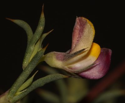 Aspalathus aristata, photographed by Brian du Preez