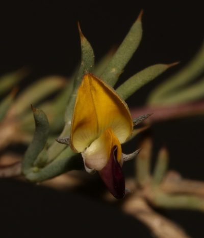 Aspalathus aristata, photographed by Brian du Preez