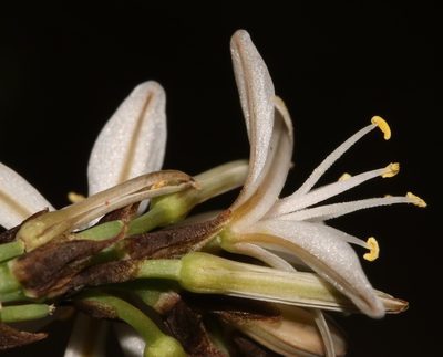 Trachyandra adamsonii, photographed by Brian du Preez