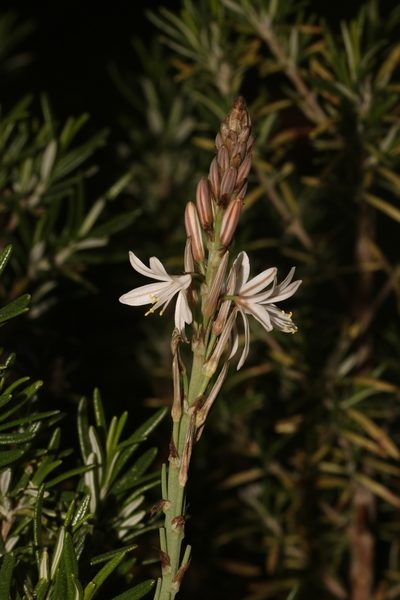 Trachyandra adamsonii, photographed by Brian du Preez