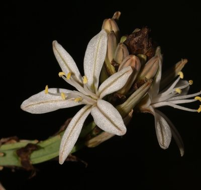 Trachyandra adamsonii, photographed by Brian du Preez