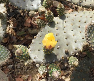 Opuntia decumbens, photographed by Francisco Farriols Sarabia