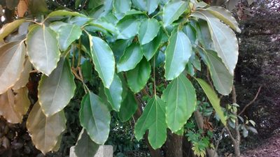 Dendropanax trifidus, photographed by harum.koh