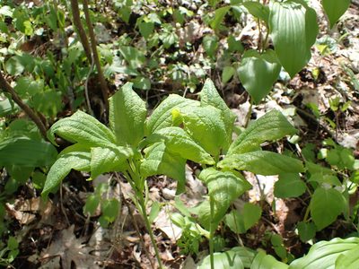 Smilax ecirrhata, photographed by John Abrams