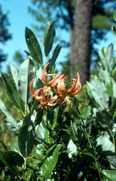 Lilium pyrophilum, photographed by Alpha Wolf
