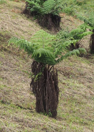 Cyathea weatherbyana, photographed by John G. Phillips