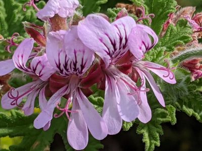 Pelargonium quercifolium, photographed by Nicola van Berkel
