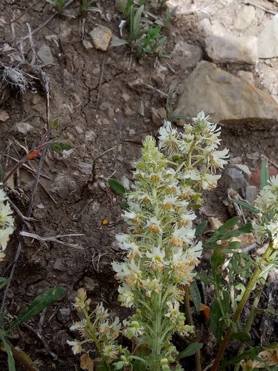 Reseda duriaeana, photographed by Karim Haddad