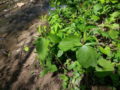 Trillium viridescens, photographed by ozarkallison
