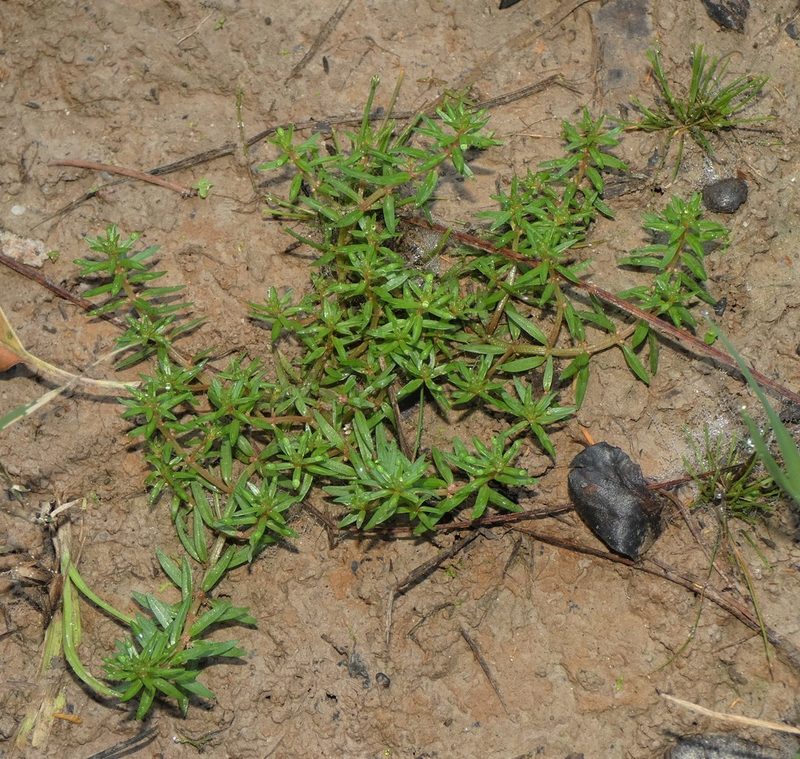 Rotala mexicana, photographed by Scott W. Gavins