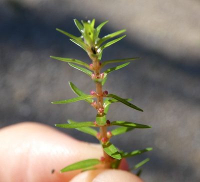 Rotala mexicana, photographed by Scott W. Gavins