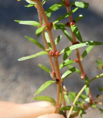 Rotala mexicana, photographed by Scott W. Gavins