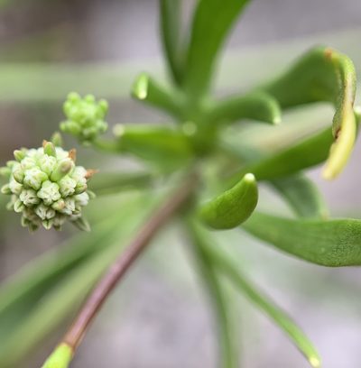 Eryngium baldwinii, photographed by mark-groeneveld