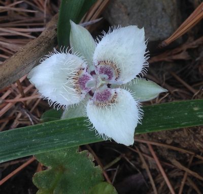 Calochortus westonii, photographed by Adam J. Searcy