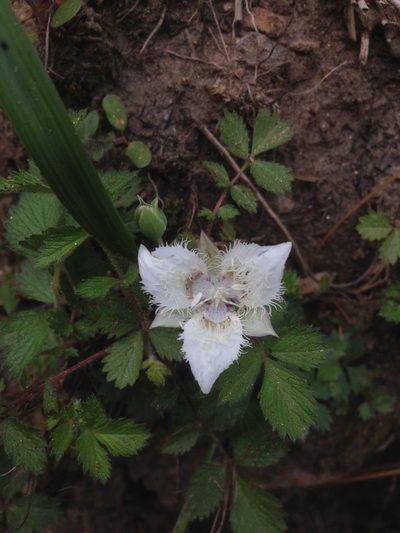 Calochortus westonii, photographed by Adam J. Searcy
