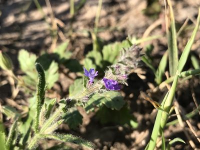 Verbena canescens, photographed by Victor Engel
