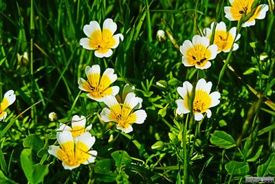 Limnanthes douglasii, photographed by Franco Folini