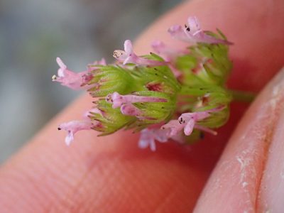 Valeriana ciliosa, photographed by George Williams