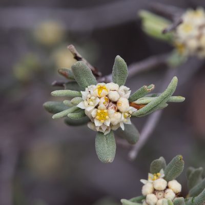 Spyridium subochreatum, photographed by Kym Nicolson
