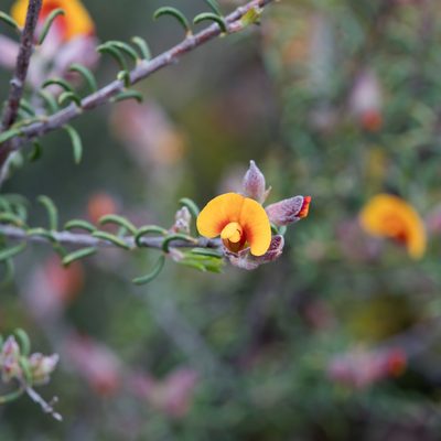Dillwynia uncinata, photographed by Kym Nicolson
