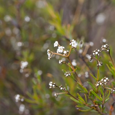 Logania linifolia, photographed by Kym Nicolson