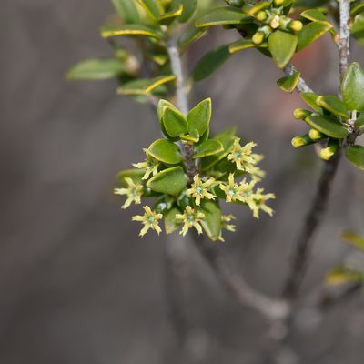 Acrotriche cordata, photographed by Kym Nicolson