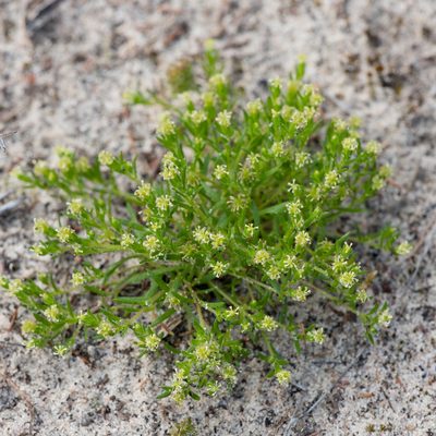 Millotia muelleri, photographed by Kym Nicolson