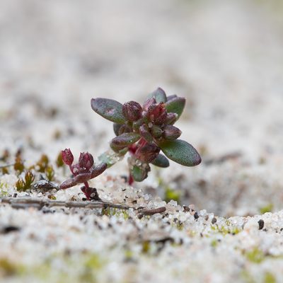Crassula closiana, photographed by Kym Nicolson