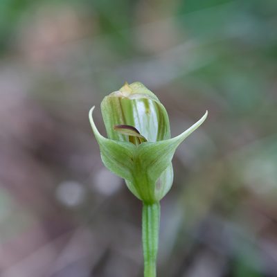 Pterostylis curta, photographed by Kym Nicolson