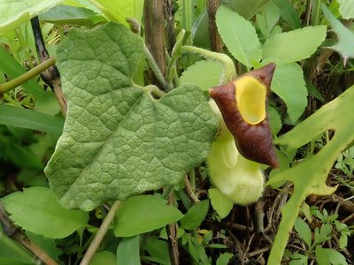 Aristolochia shimadae, photographed by 黃美滿