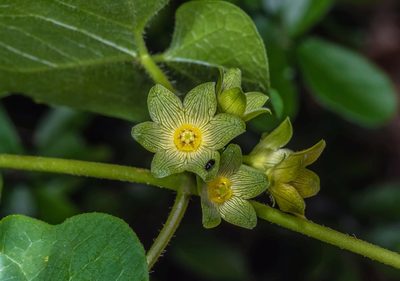 Matelea edwardsensis, photographed by Michelle W. （鍾偉瑋）