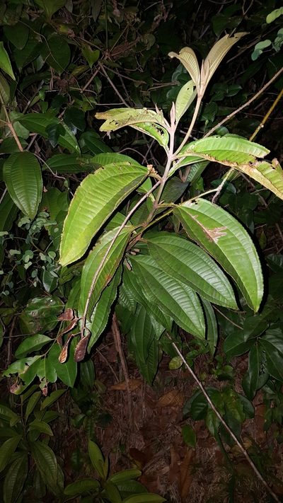 Miconia prasina, photographed by ritirene