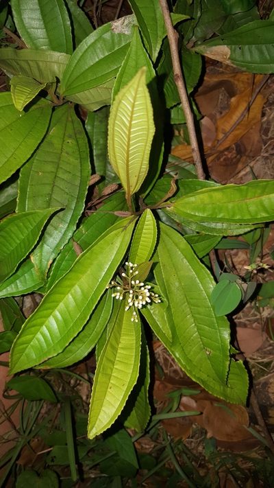Miconia prasina, photographed by ritirene