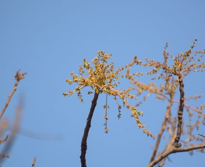 Lannea coromandelica, photographed by S.MORE