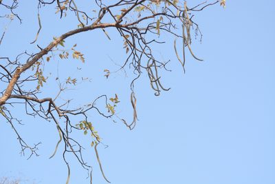 Radermachera xylocarpa, photographed by S.MORE